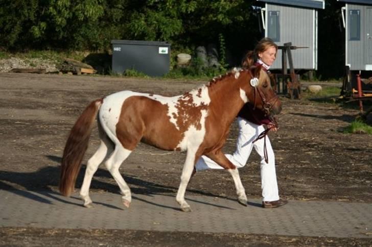 Pinto Svalebos Felix - Pinto - 20 sept. 08. Felix på fast bund til matrialprøven på Vilhemsborg billede 1