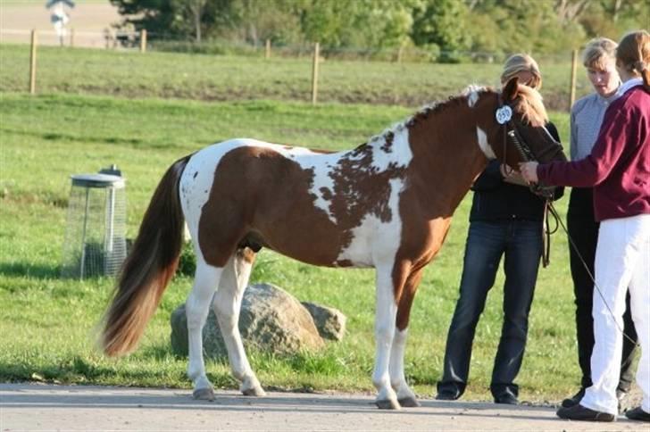 Pinto Svalebos Felix - Pinto - 20. sept. 08. Felix på fast bund til matrialprøven på Vilhemsborg billede 2