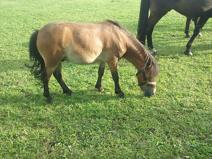 Shetlænder Felix (solgt) - Felix på mark i sommers. billede 10