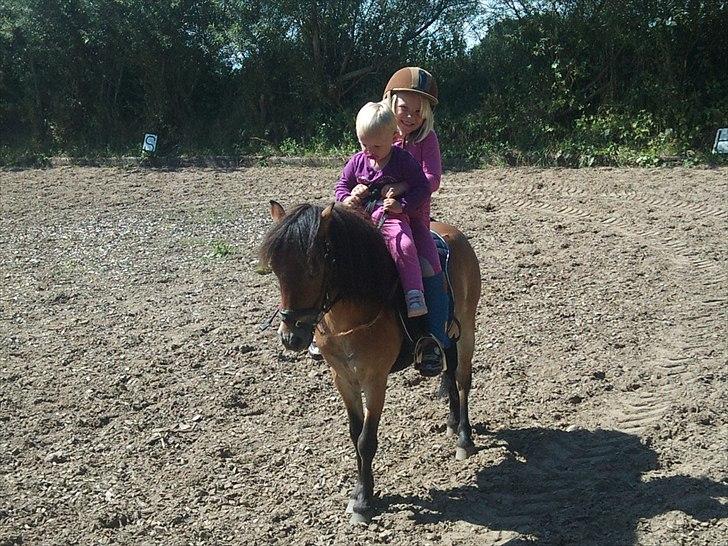 Shetlænder Felix (solgt) - Jessica tog da lige en lille tur sammen med sin søster nanna på felix. billede 7