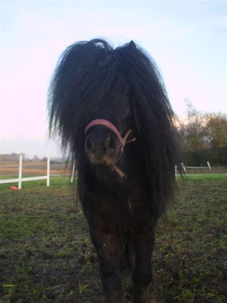 Shetlænder Wibi v.d lage haar SOLGT billede 1