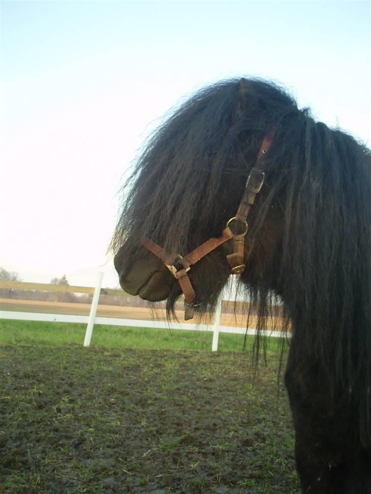 Shetlænder Wibi v.d lage haar SOLGT billede 2