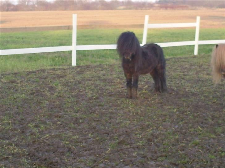 Shetlænder Wibi v.d lage haar SOLGT billede 3