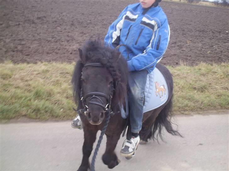 Shetlænder Wibi v.d lage haar SOLGT billede 4