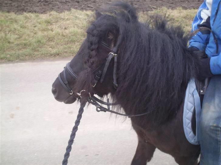 Shetlænder Wibi v.d lage haar SOLGT billede 5