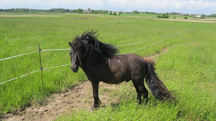 Shetlænder Wibi v.d lage haar SOLGT billede 6