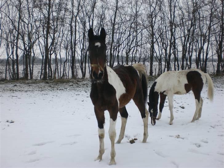 Pinto Stenhøjs Mister Silverfoo billede 14