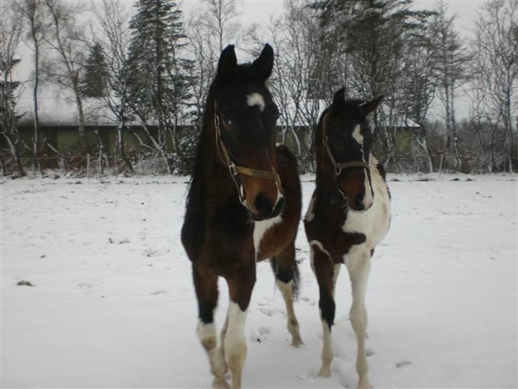 Pinto Stenhøjs Mister Silverfoo - sammen med lillebror billede 15
