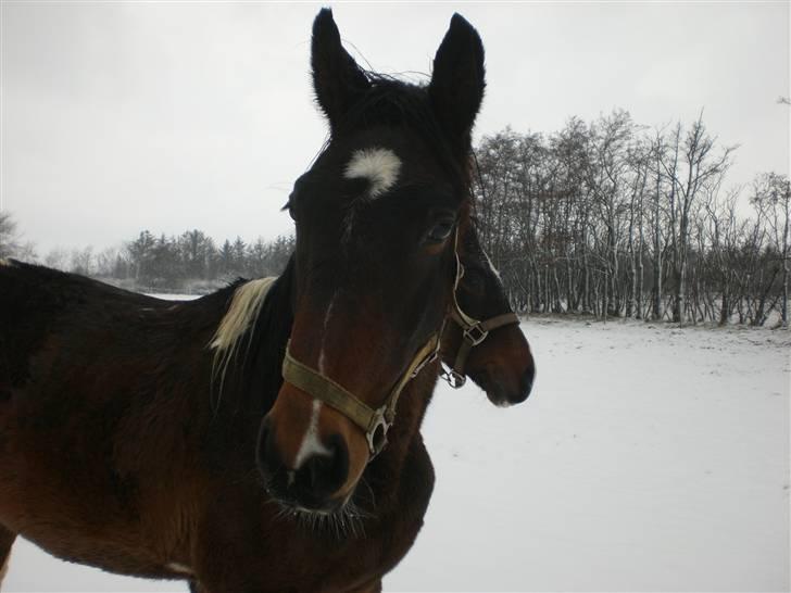 Pinto Stenhøjs Mister Silverfoo billede 16