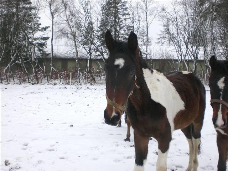 Pinto Stenhøjs Mister Silverfoo billede 17