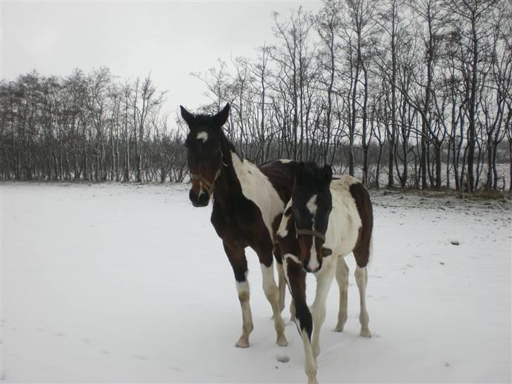 Pinto Stenhøjs Mister Silverfoo - sammen med lillebror billede 18