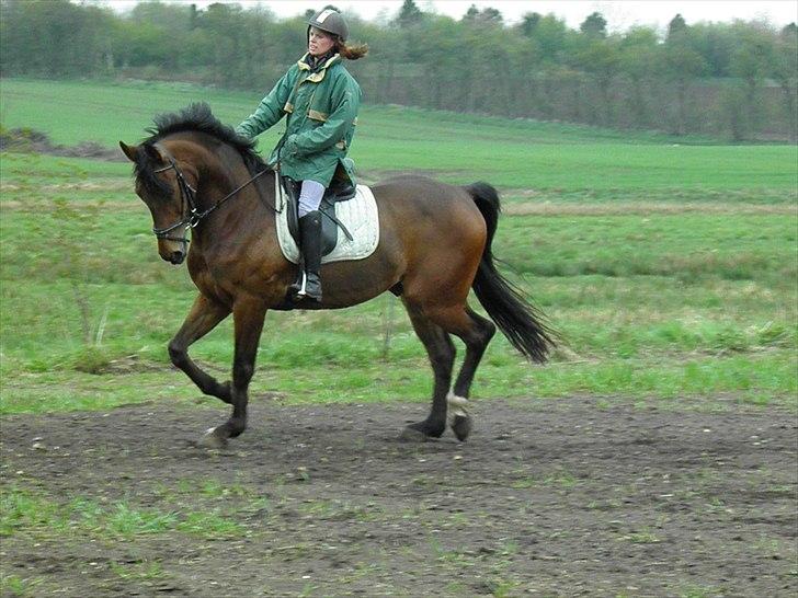 Westfaler MR jones billede 2