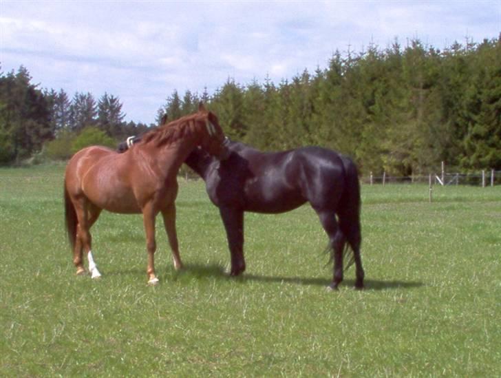 Anden særlig race Miss Shakur - Shakur og Bossen billede 6