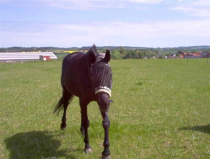 Anden særlig race Miss Shakur billede 7