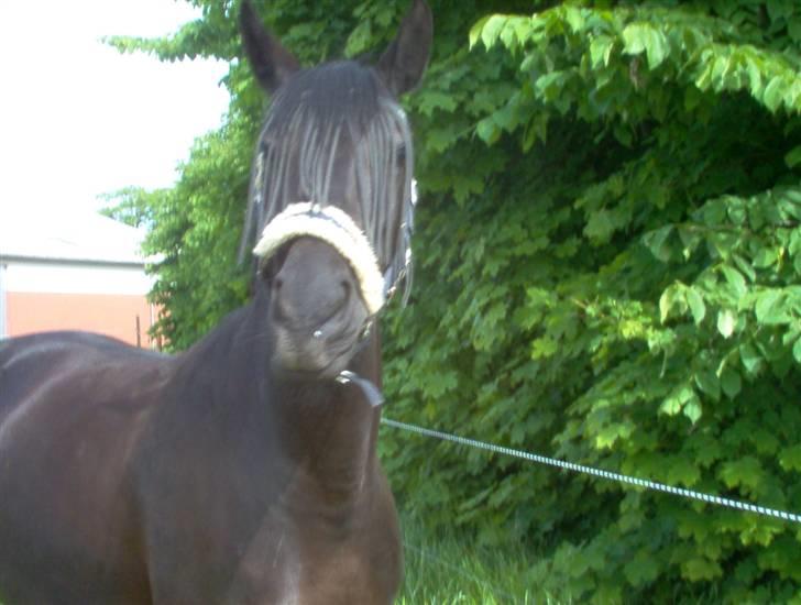 Anden særlig race Miss Shakur billede 8