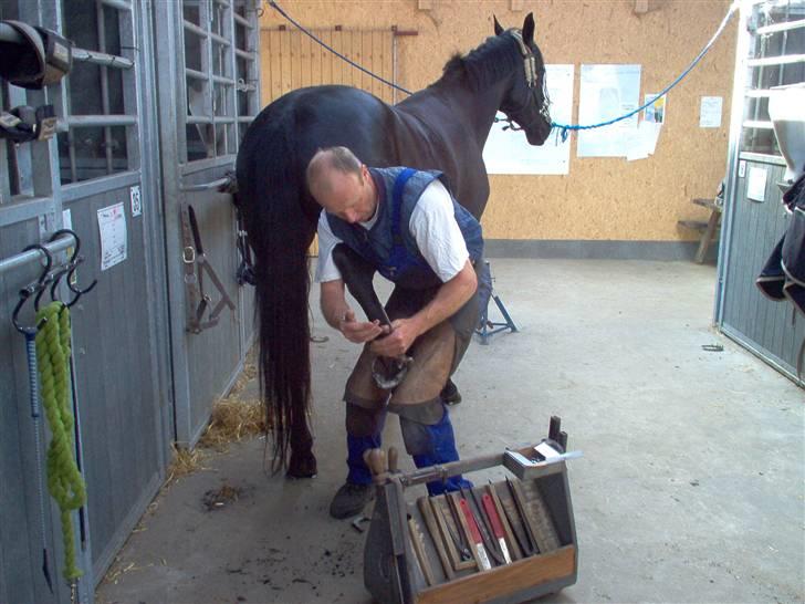 Anden særlig race Miss Shakur - Smed billede 10