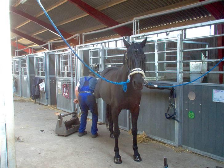 Anden særlig race Miss Shakur - Smed billede 12