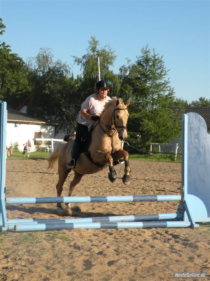 Palomino Kingo  - HEJ jeg hedder kingo billede 1