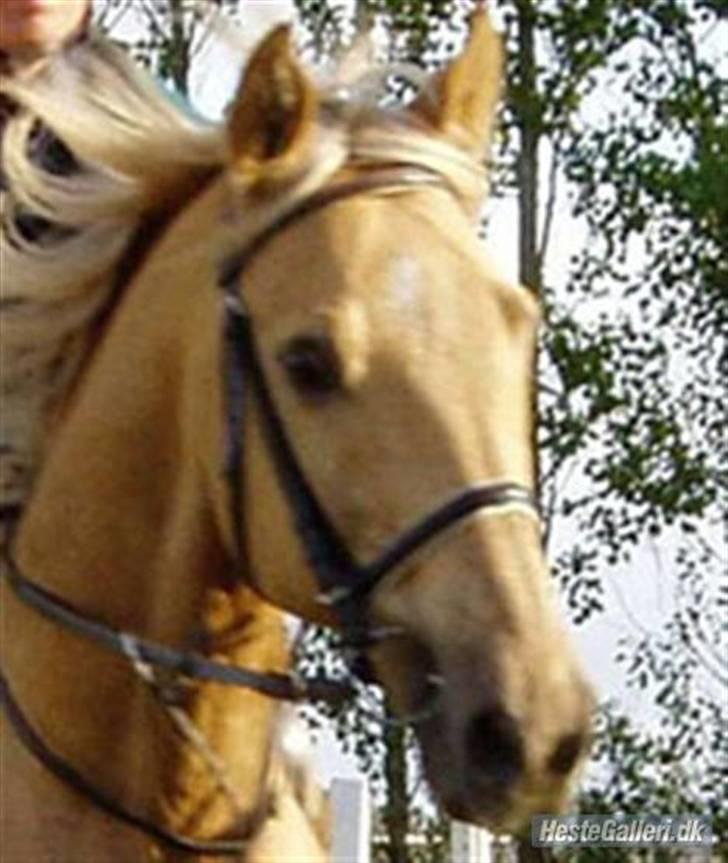 Palomino Kingo  billede 2