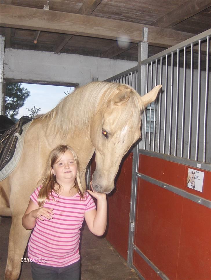 Palomino Kingo  billede 3