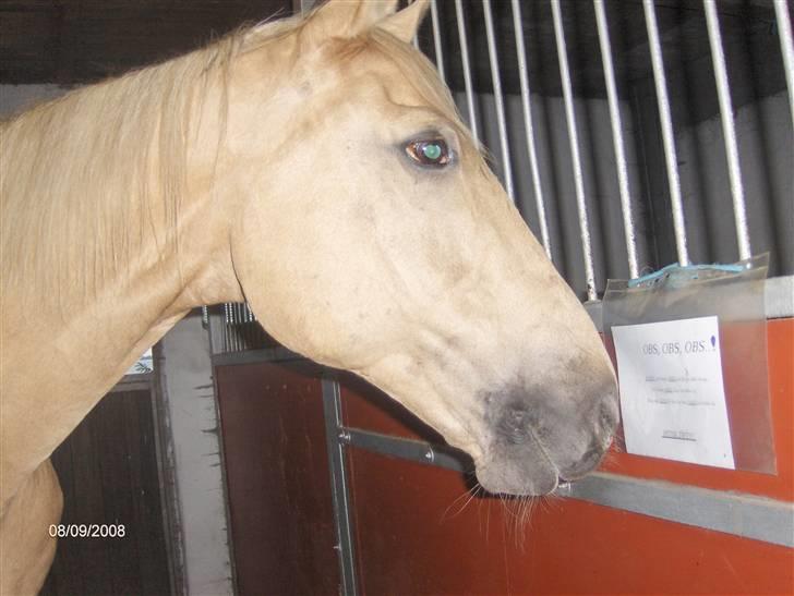 Palomino Kingo  - her bor jeg så billede 4