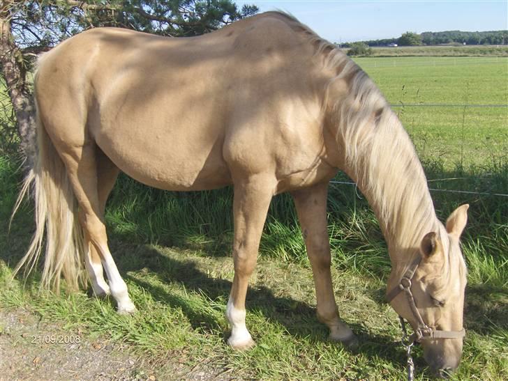 Palomino Kingo  billede 5