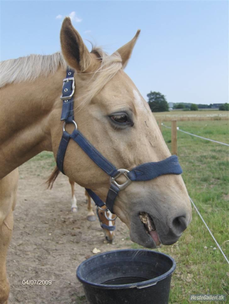 Palomino Kingo  billede 6