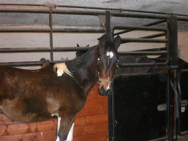 Pinto Stenhøjs Mister Silverfoo billede 19