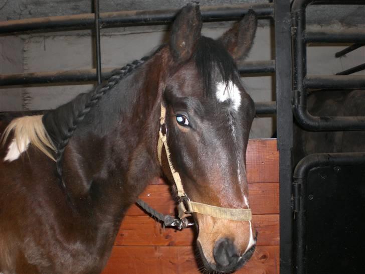 Pinto Stenhøjs Mister Silverfoo billede 20