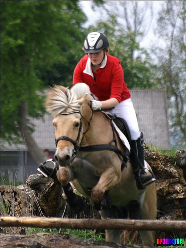 Fjordhest APOLLO/KRAPYL B-PONYx2 - Jagt 2010 Middelfart billede 13