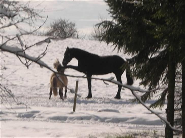 Frieser Picasso (puk foure) - bonanza og picasso leger hehe , sødt.  billede 7
