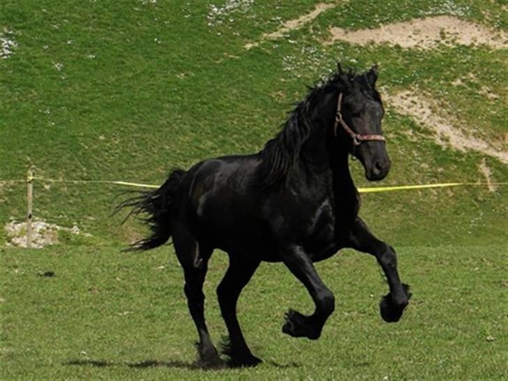 Frieser Picasso (puk foure) - uha elsker det billede, han er så smuk .  billede 8