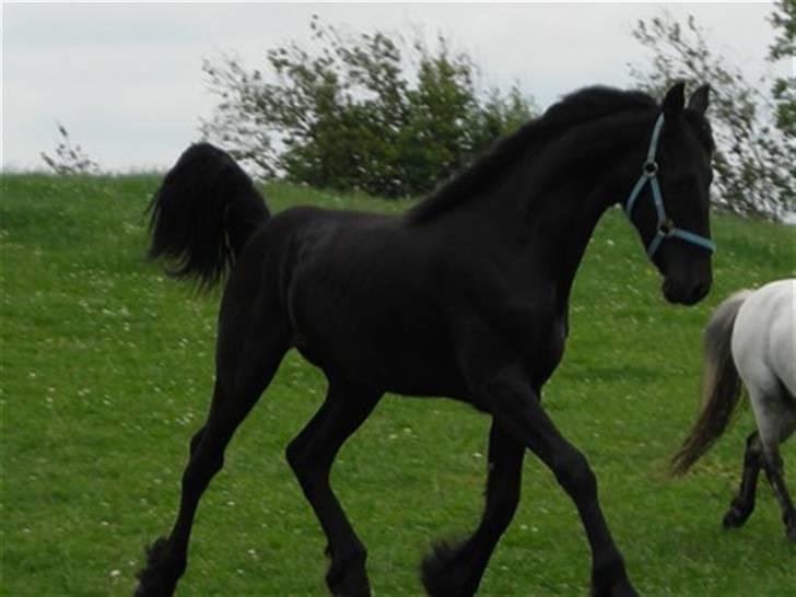 Frieser Picasso (puk foure) - så smuk du er ..  billede 9