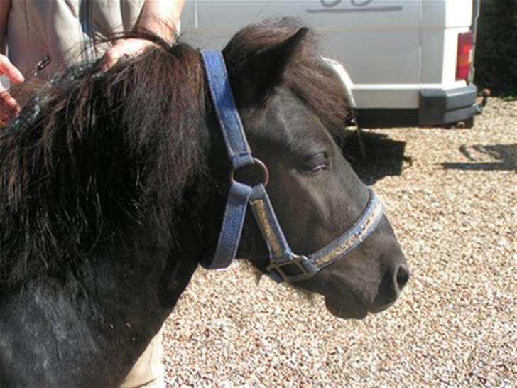 Shetlænder Snuske (solgt) billede 3