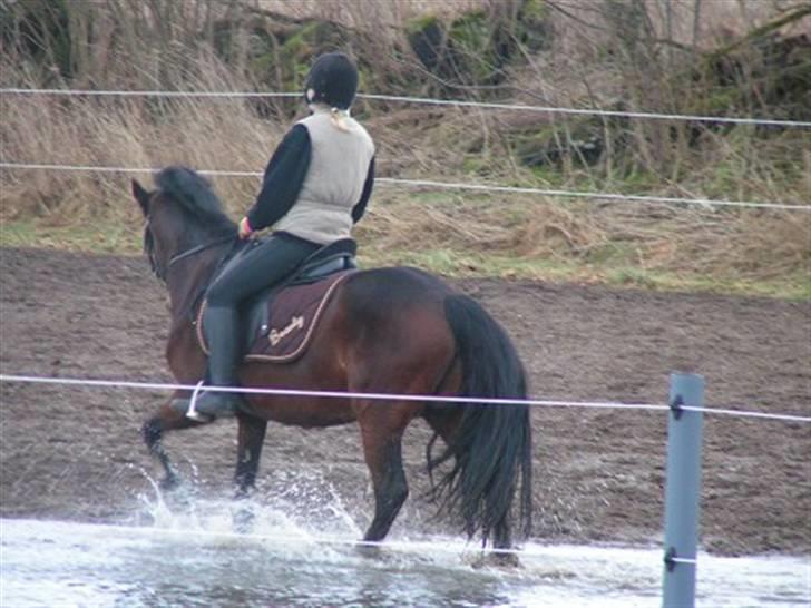 New Forest Beauty   *solgt* billede 14