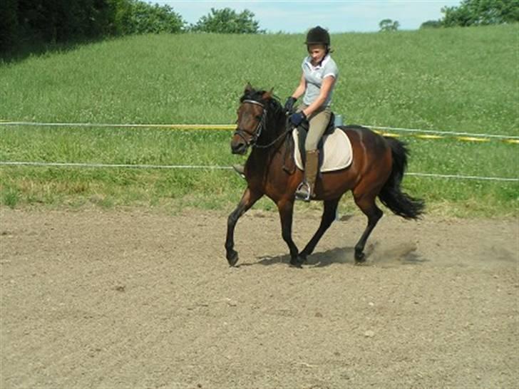 New Forest Beauty   *solgt* billede 15