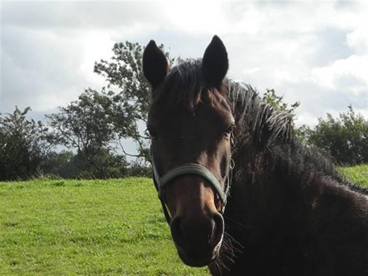 New Forest Beauty   *solgt* billede 16