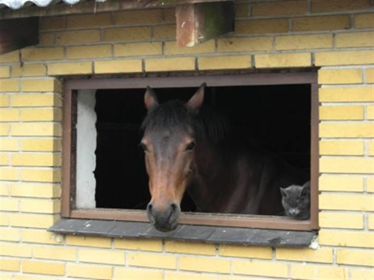 New Forest Beauty   *solgt* billede 17