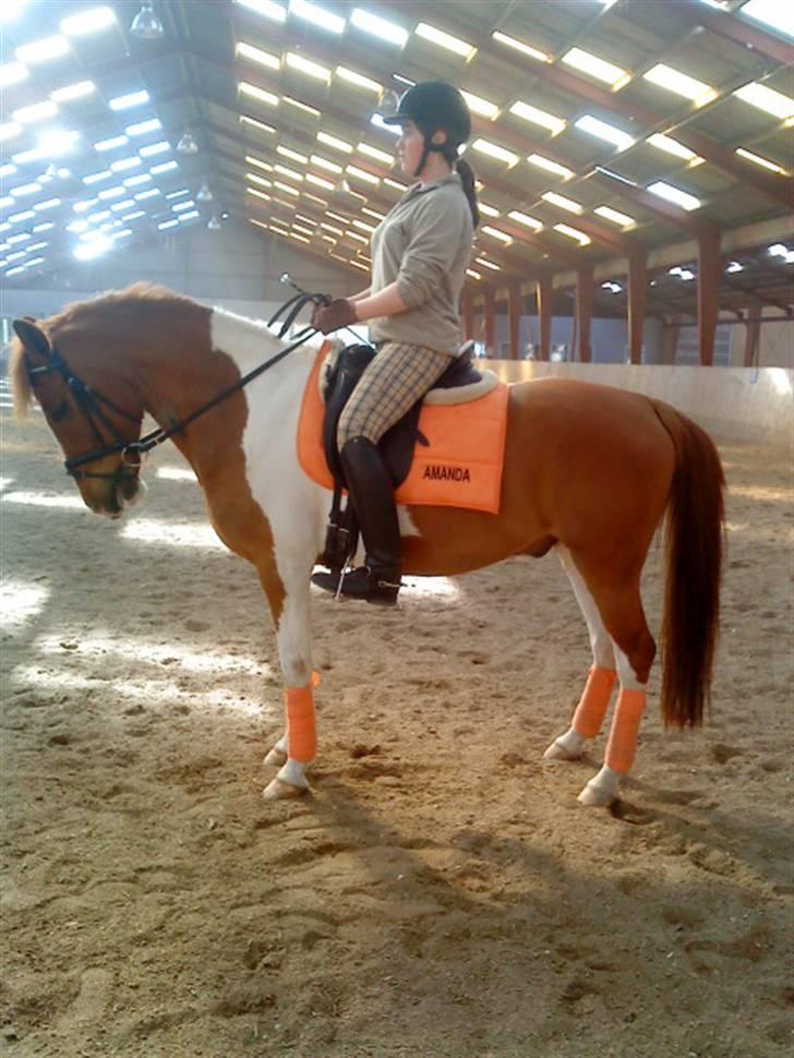 Pinto Bonanza (SOLGT)  - Dressurtræning d. 12/4-09 - PARADE :) billede 4