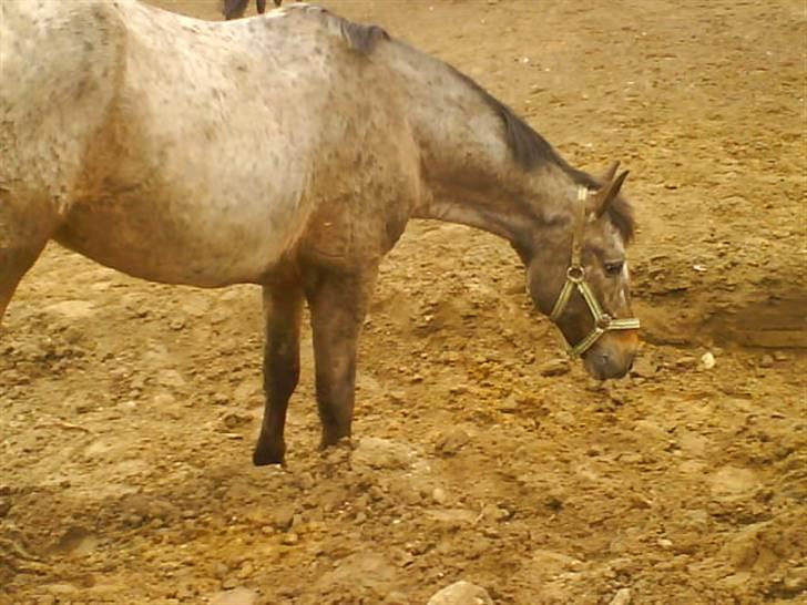 Anden særlig race Gipsy billede 13