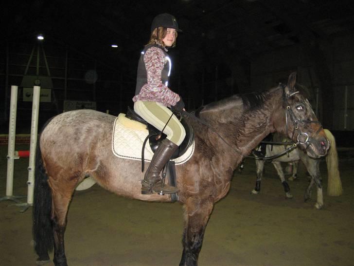 Anden særlig race Gipsy billede 14