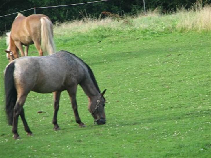 Anden særlig race Gipsy billede 15