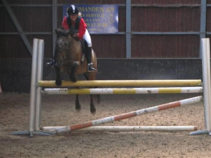 Anden særlig race Gipsy billede 16