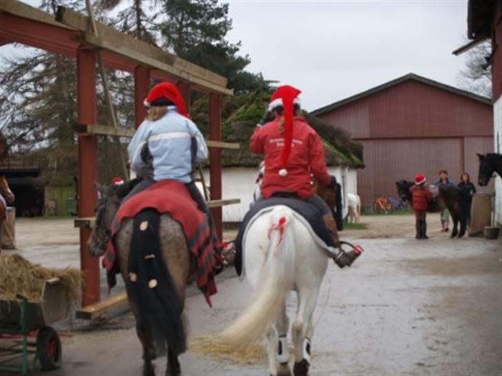 Anden særlig race Gipsy billede 17