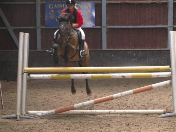 Anden særlig race Gipsy billede 18