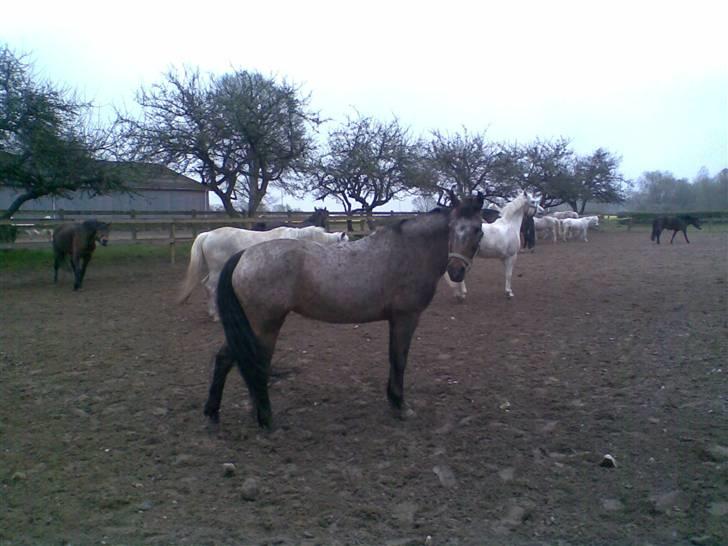 Anden særlig race Gipsy billede 19