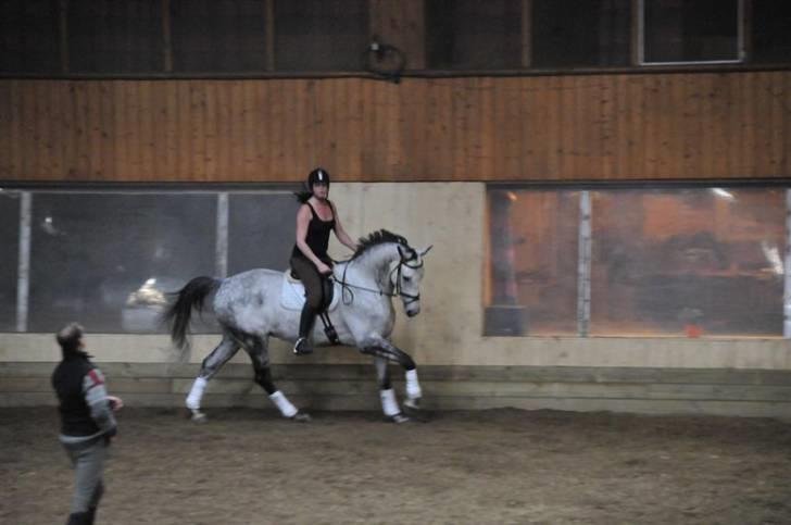 Trakehner jarduc billede 16