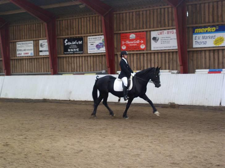 Welsh Cob (sec D) Derwen Genevieve (R.I.P.) - Stævne THOR okt. 2008. billede 2