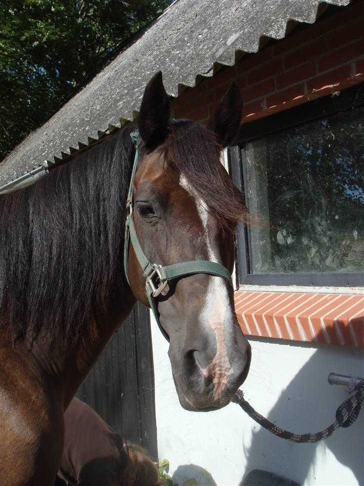 Welsh Cob (sec D) Derwen Genevieve (R.I.P.) - Sommerferie ved Isabella (sommer 2008). billede 4