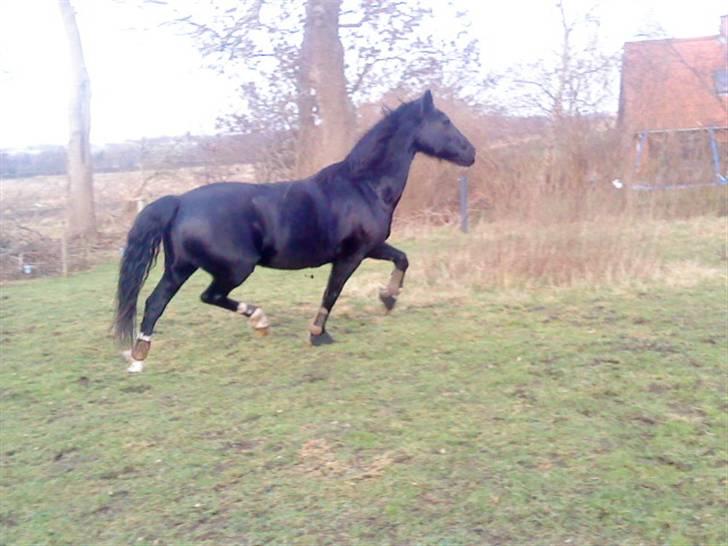 Hackney Miss Charmeur Shadow - Shadow, smider med stængerne billede 12
